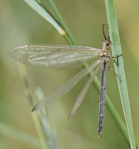 Creoleon lugdunensis